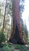 Ale_Sequoia